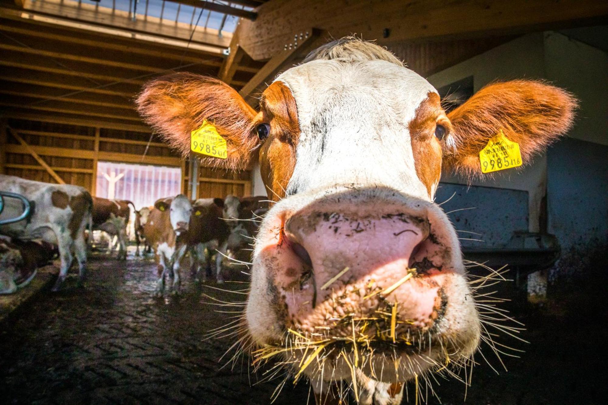 Bauernhofurlaub Sinnhubgut Altenmarkt im Pongau Eksteriør billede